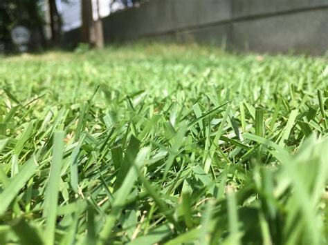 芝 比劃